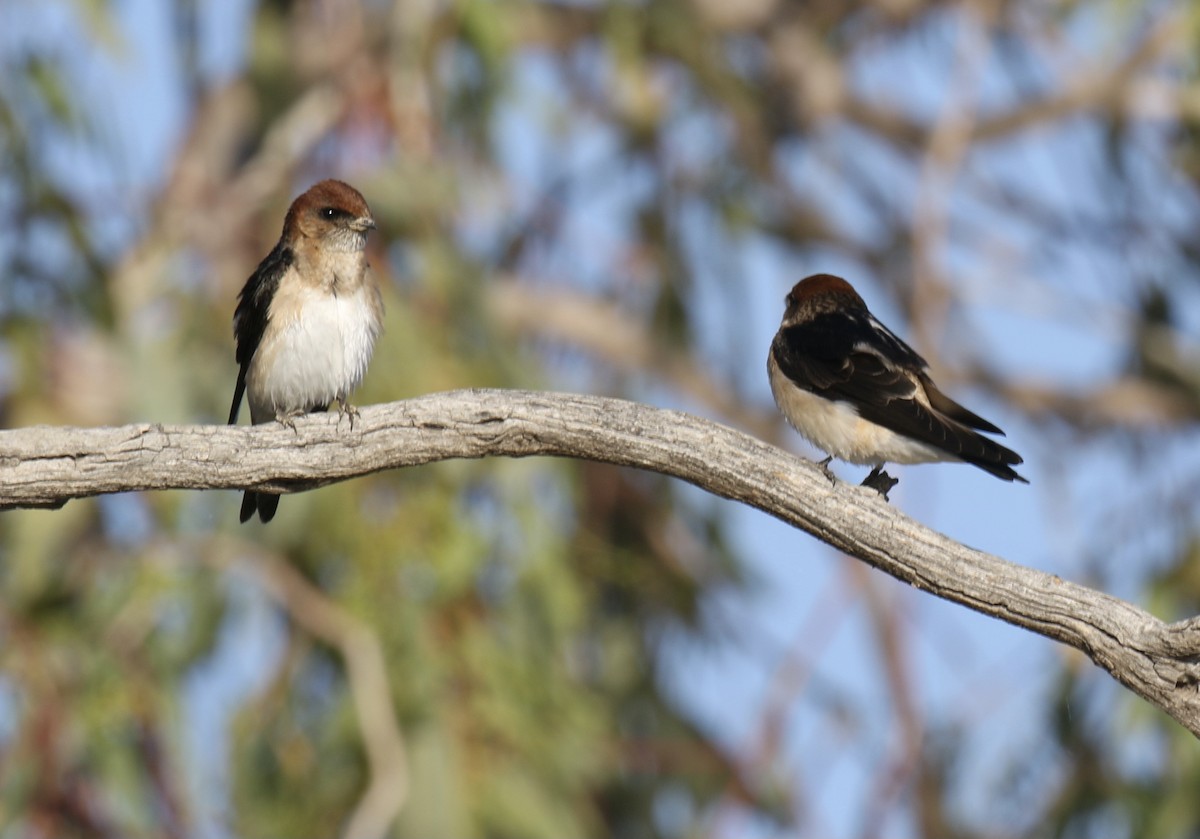 Fairy Martin - ML374909631