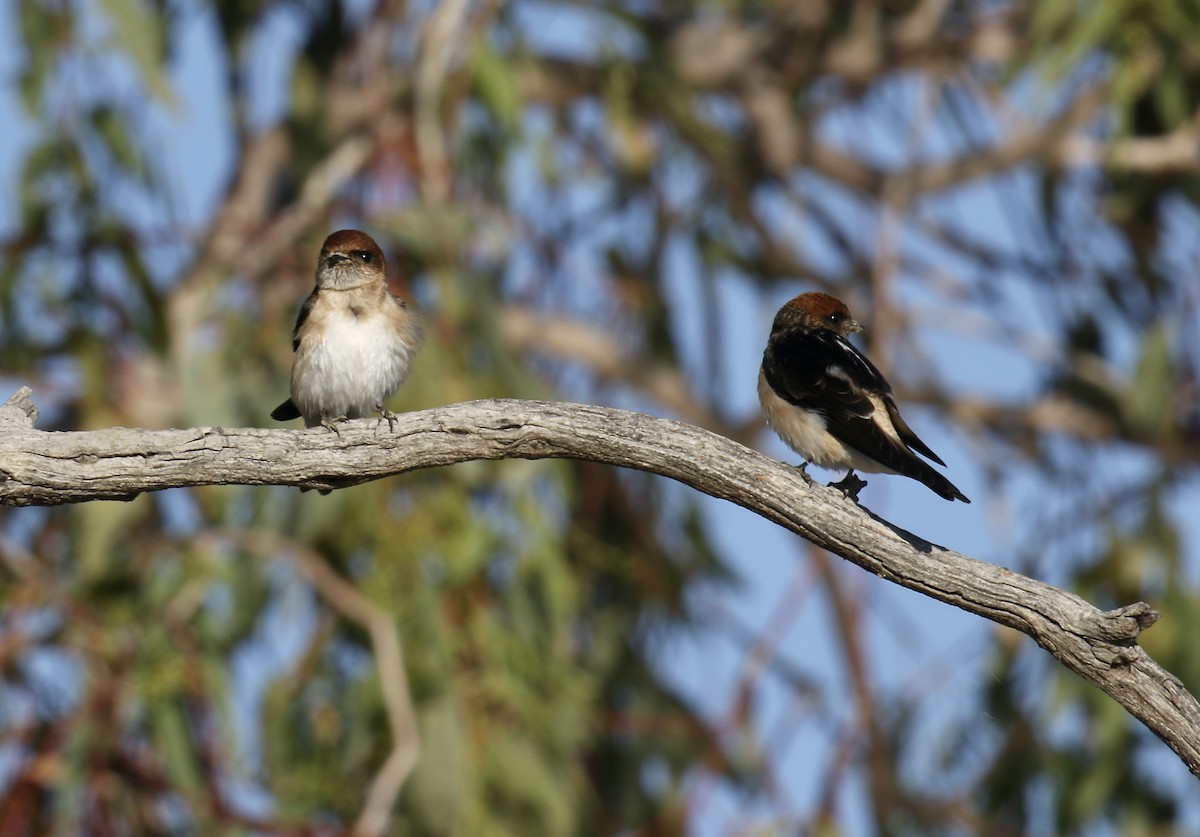 Fairy Martin - ML374909641