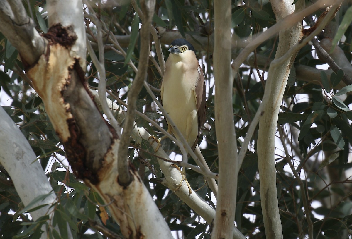 Nankeen Night Heron - ML374909791