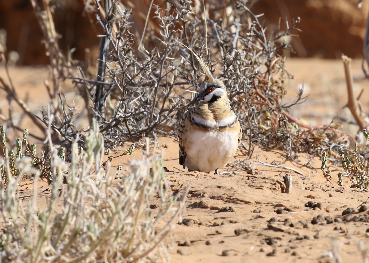 Spinifex Pigeon - ML374909811