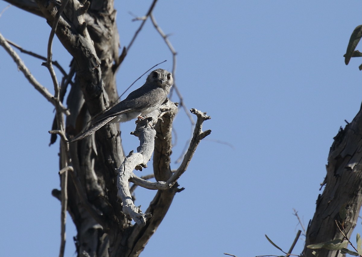 Australian Owlet-nightjar - ML374910011