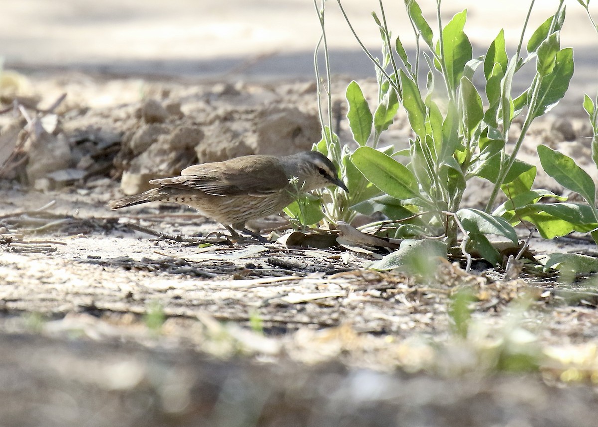 Brown Treecreeper - Mike Potter