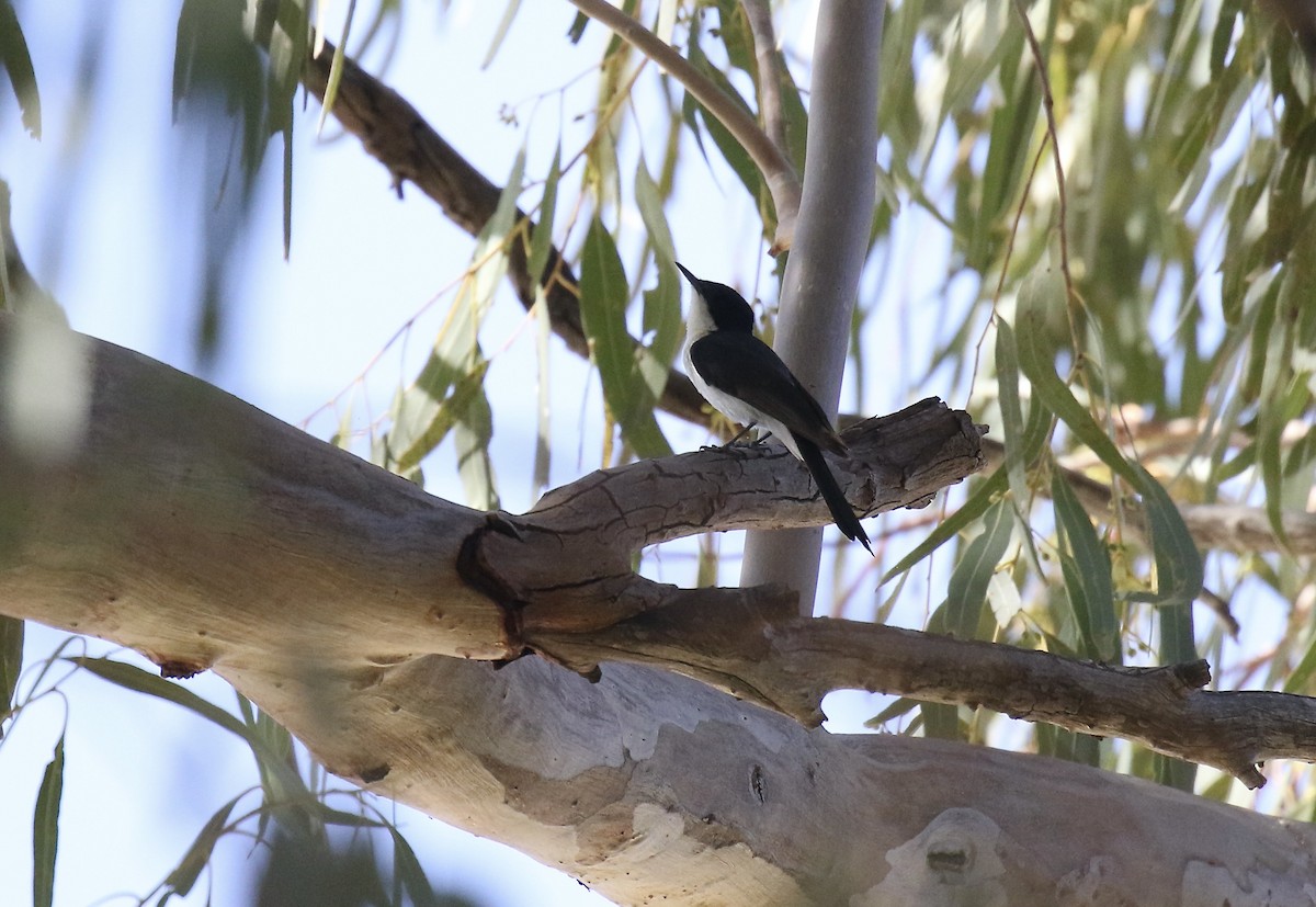 Restless Flycatcher - ML374910081