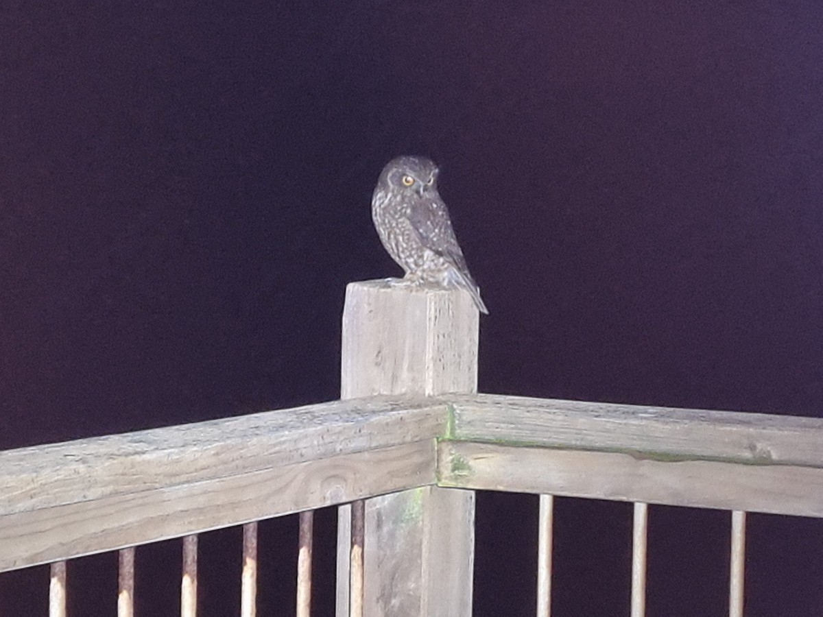 Tasmanian Boobook - ML374910671