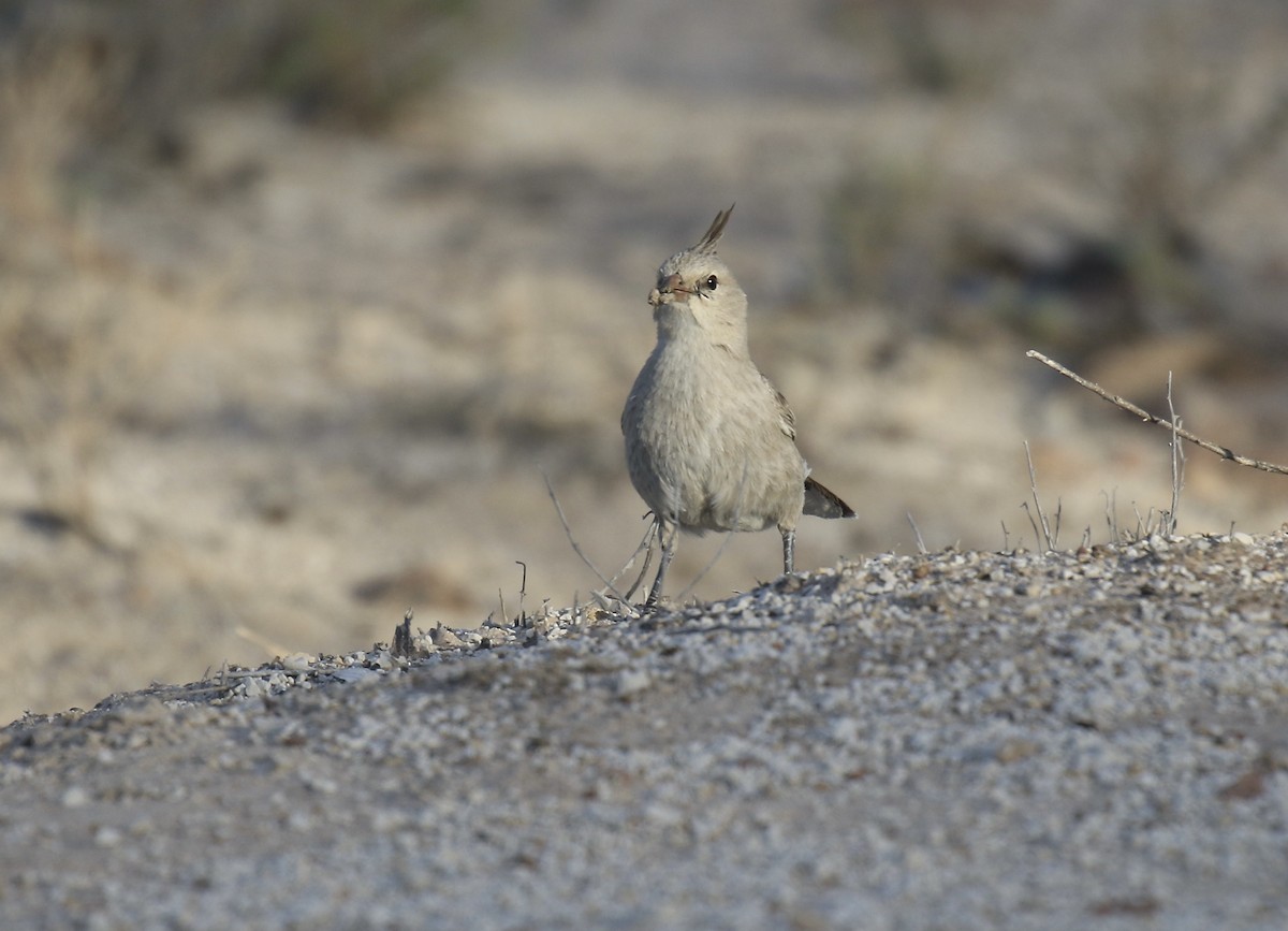 Chirruping Wedgebill - ML374910761