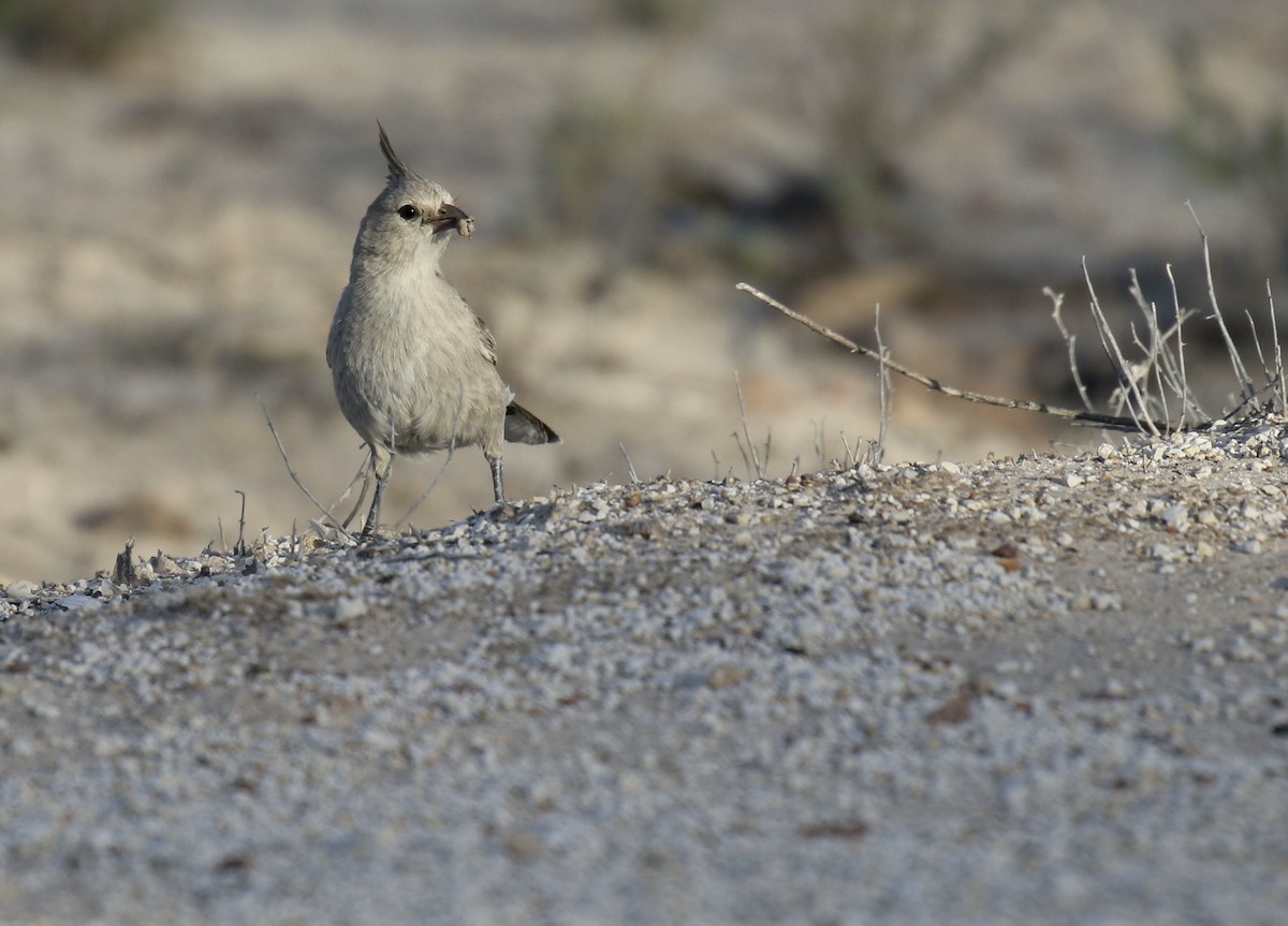 Chirruping Wedgebill - ML374910771