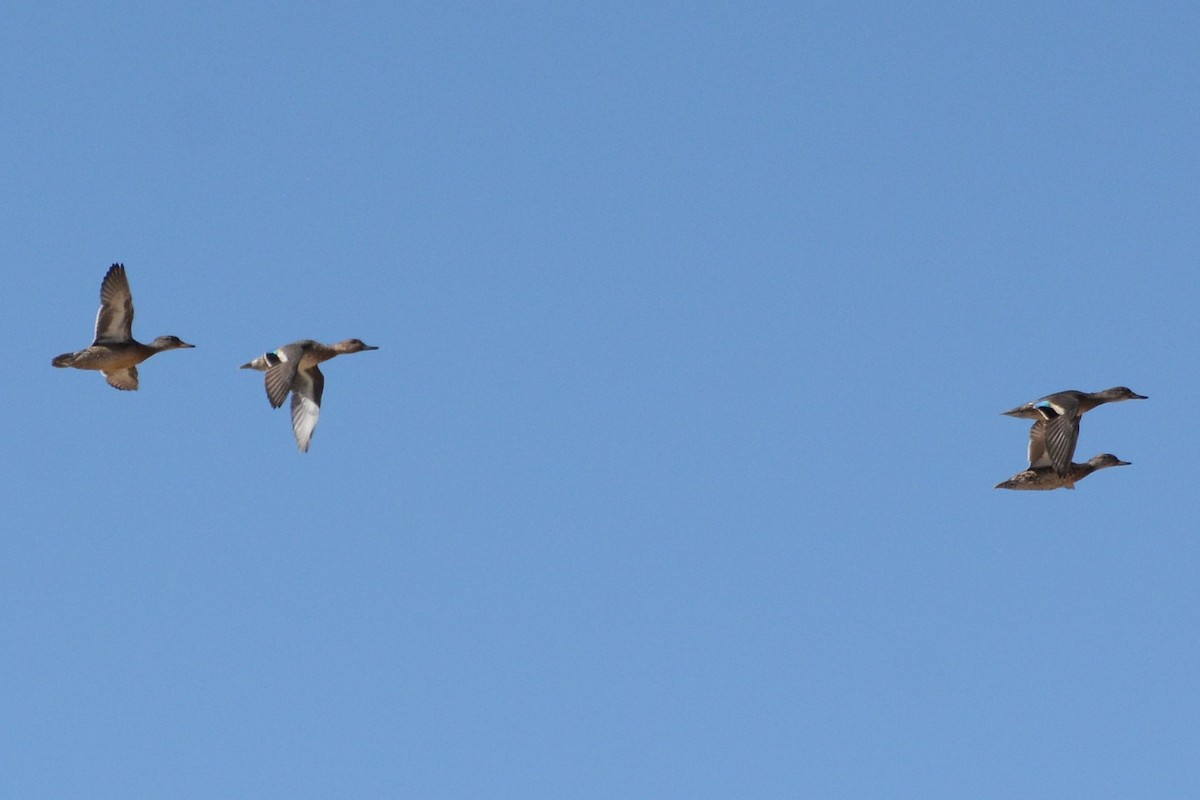 Green-winged Teal - Ergün Cengiz