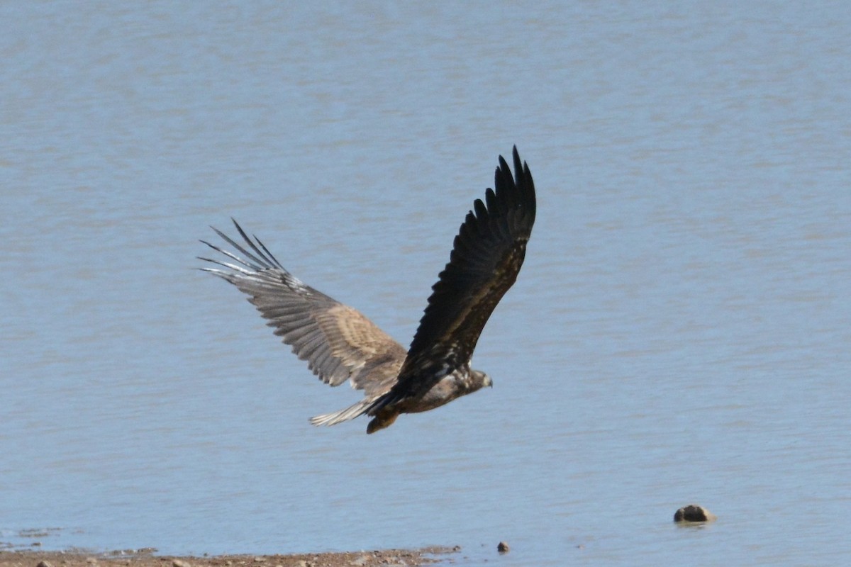 White-tailed Eagle - Ergün Cengiz