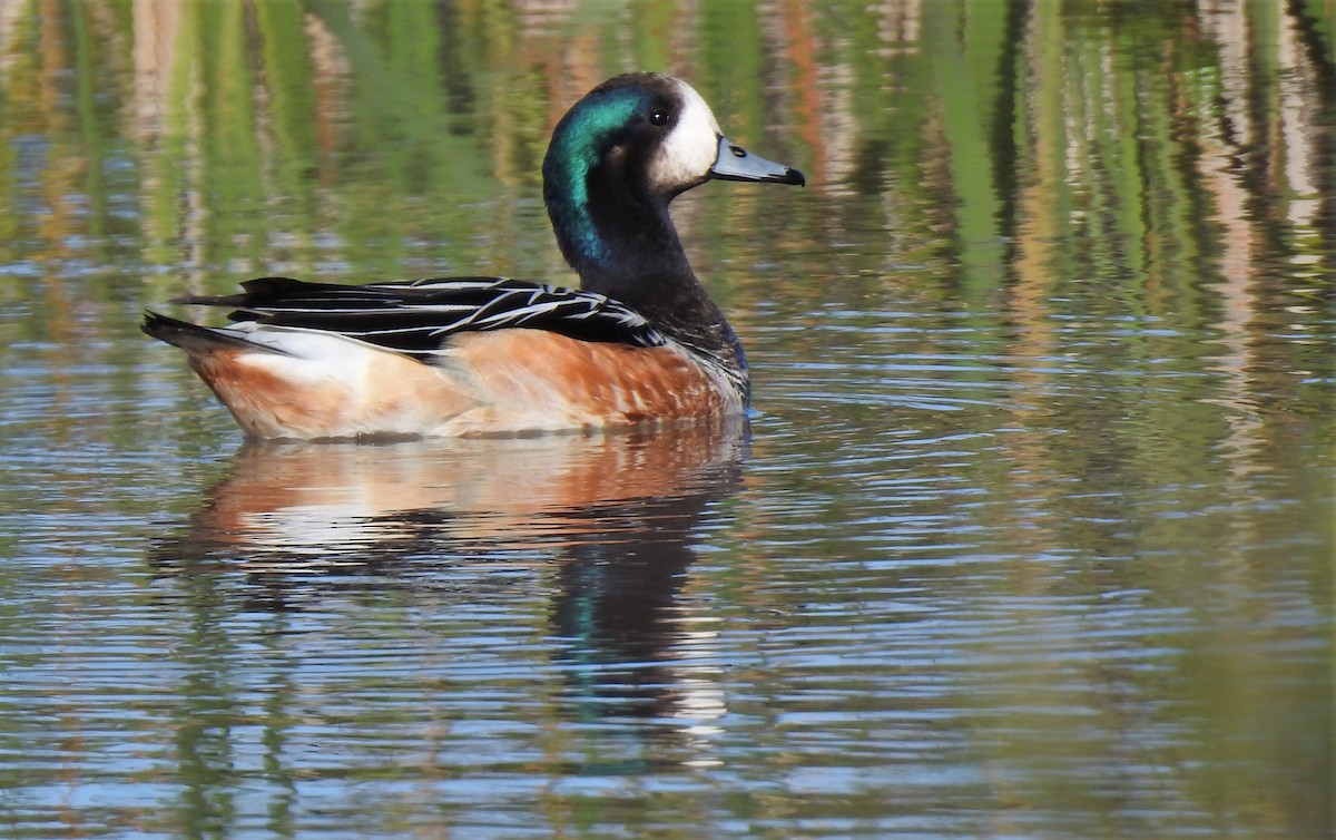 Chiloe Wigeon - ML374913761