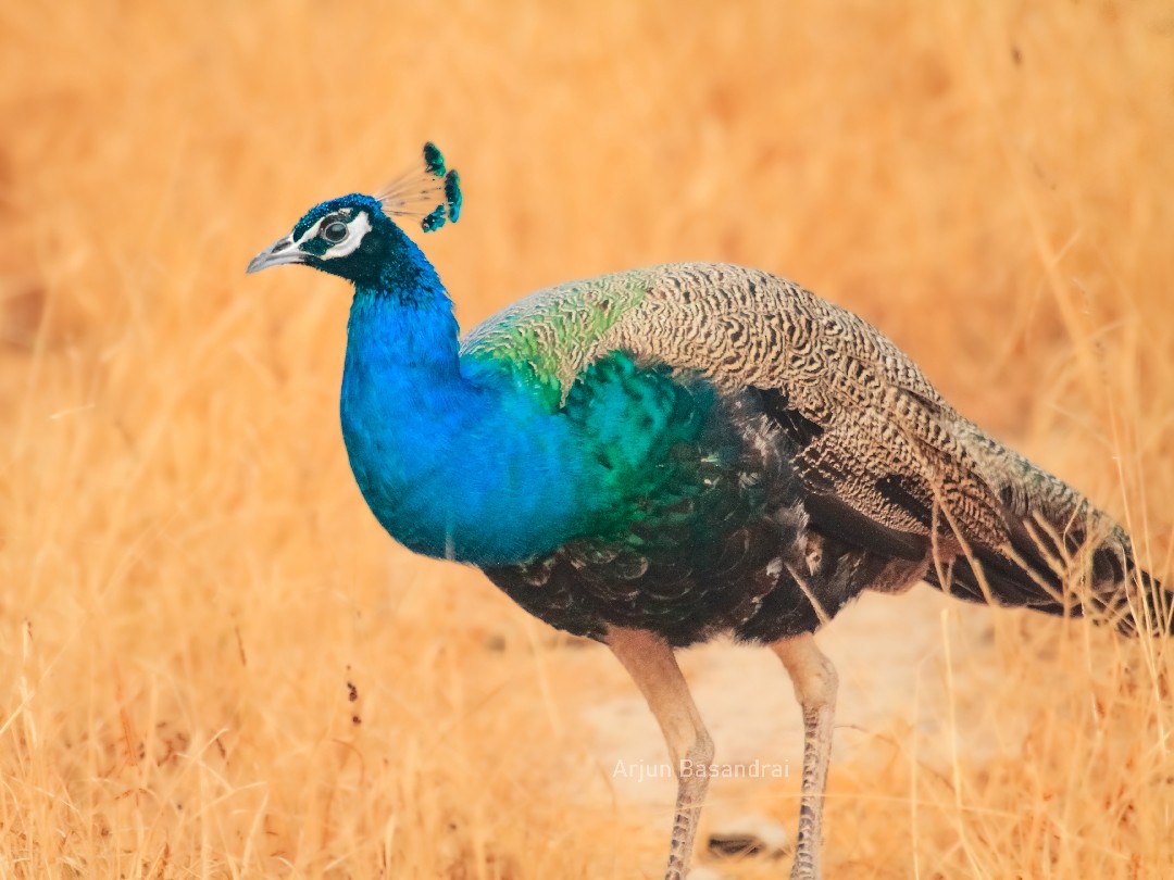 Indian Peafowl - ML374914241