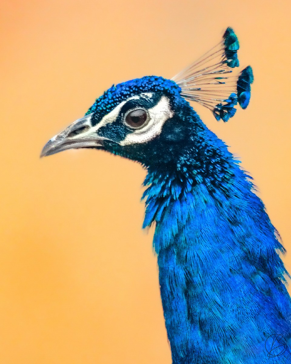 Indian Peafowl - ML374914261