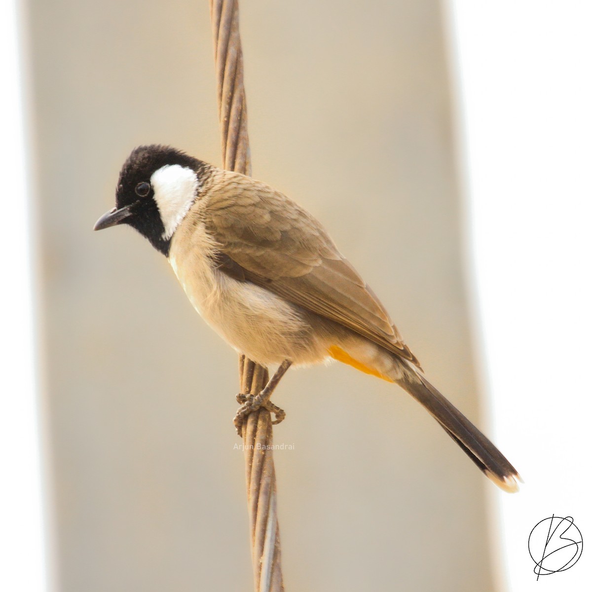 White-eared Bulbul - ML374914281