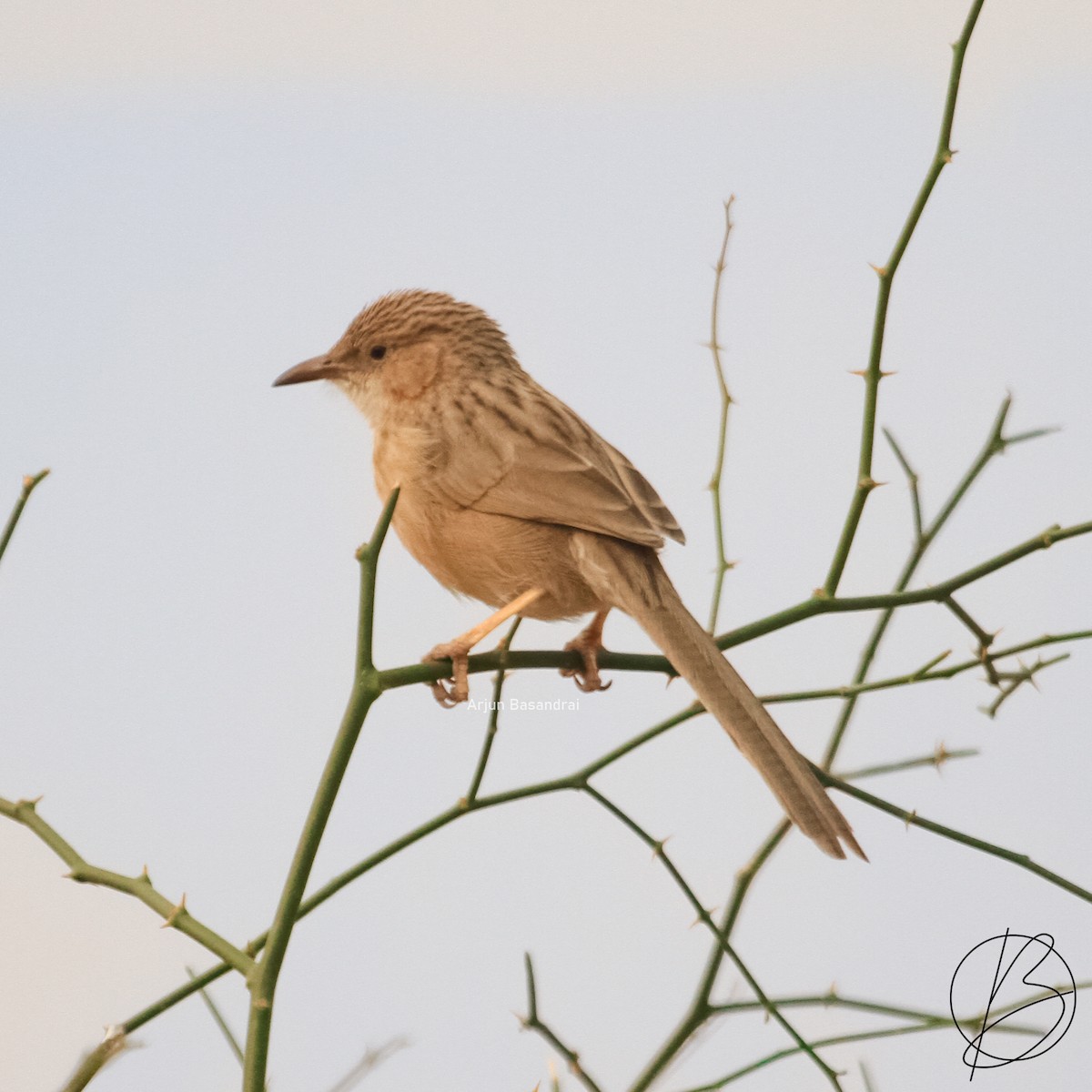 Common Babbler - arjun basandrai