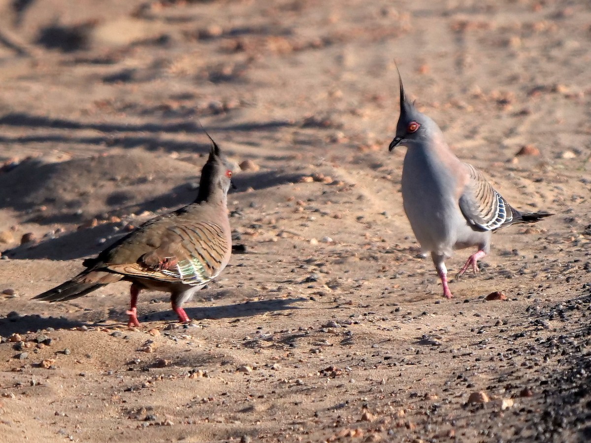 Crested Pigeon - Peter Lowe