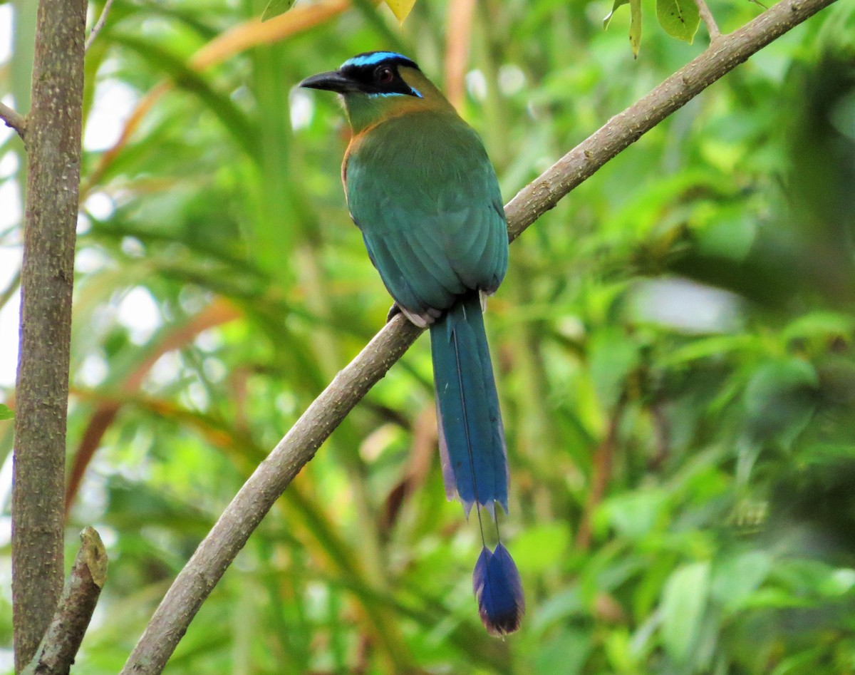 Lesson's Motmot - Oliver  Komar