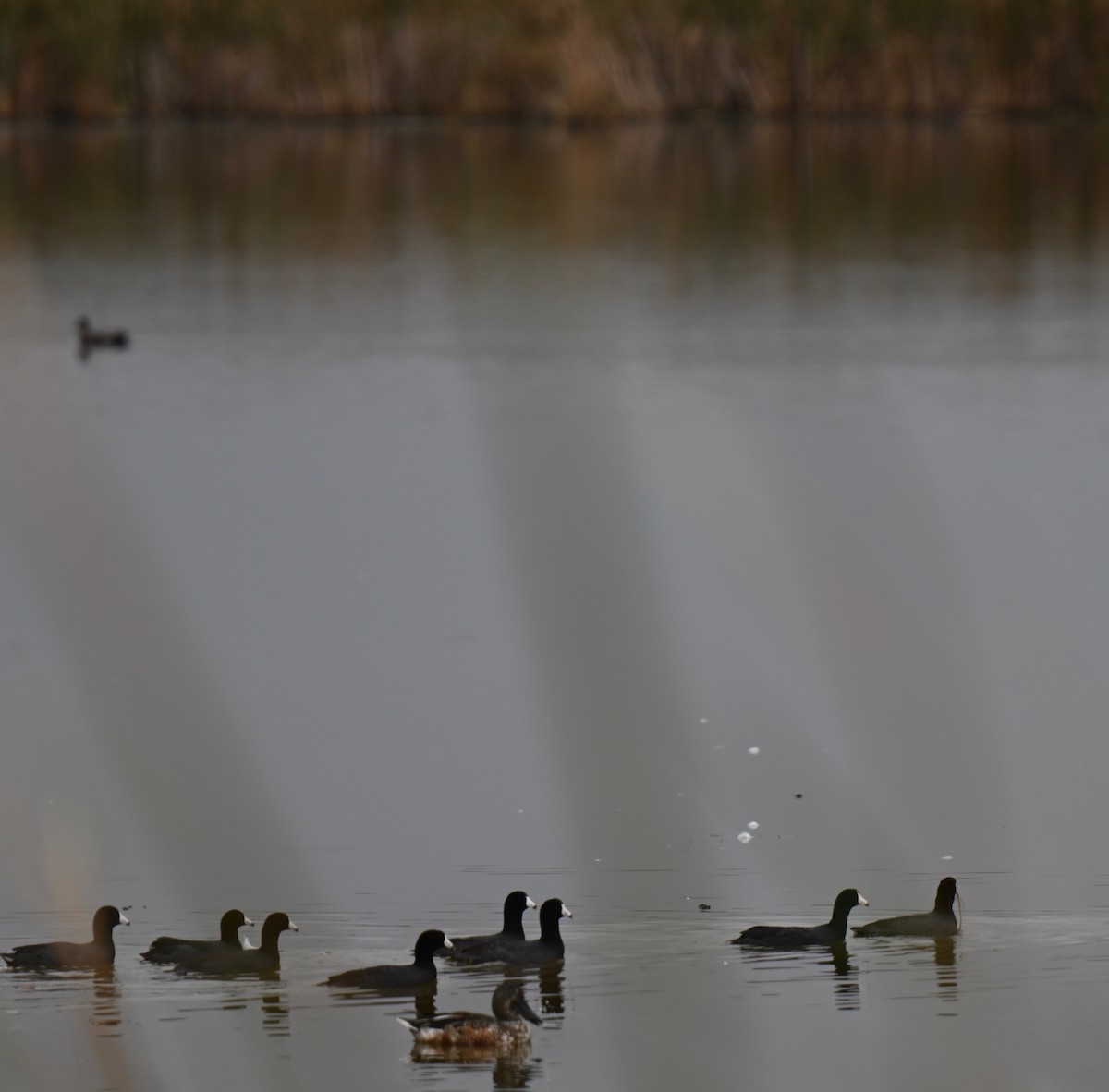 American Coot - ML374916251