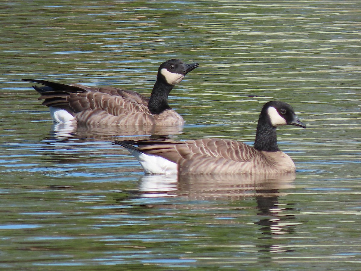 Cackling Goose - ML374916711