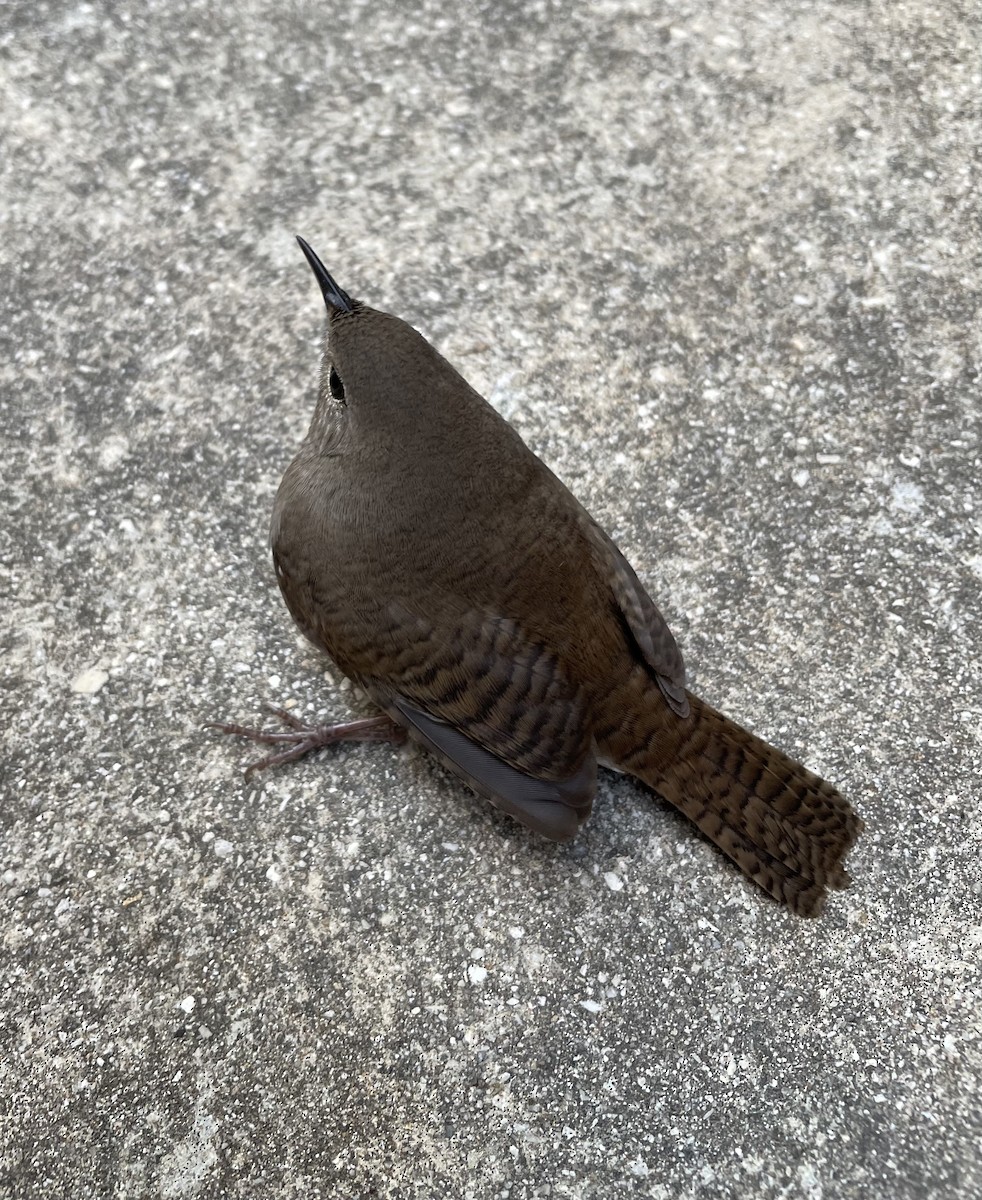 Northern House Wren - ML374916731