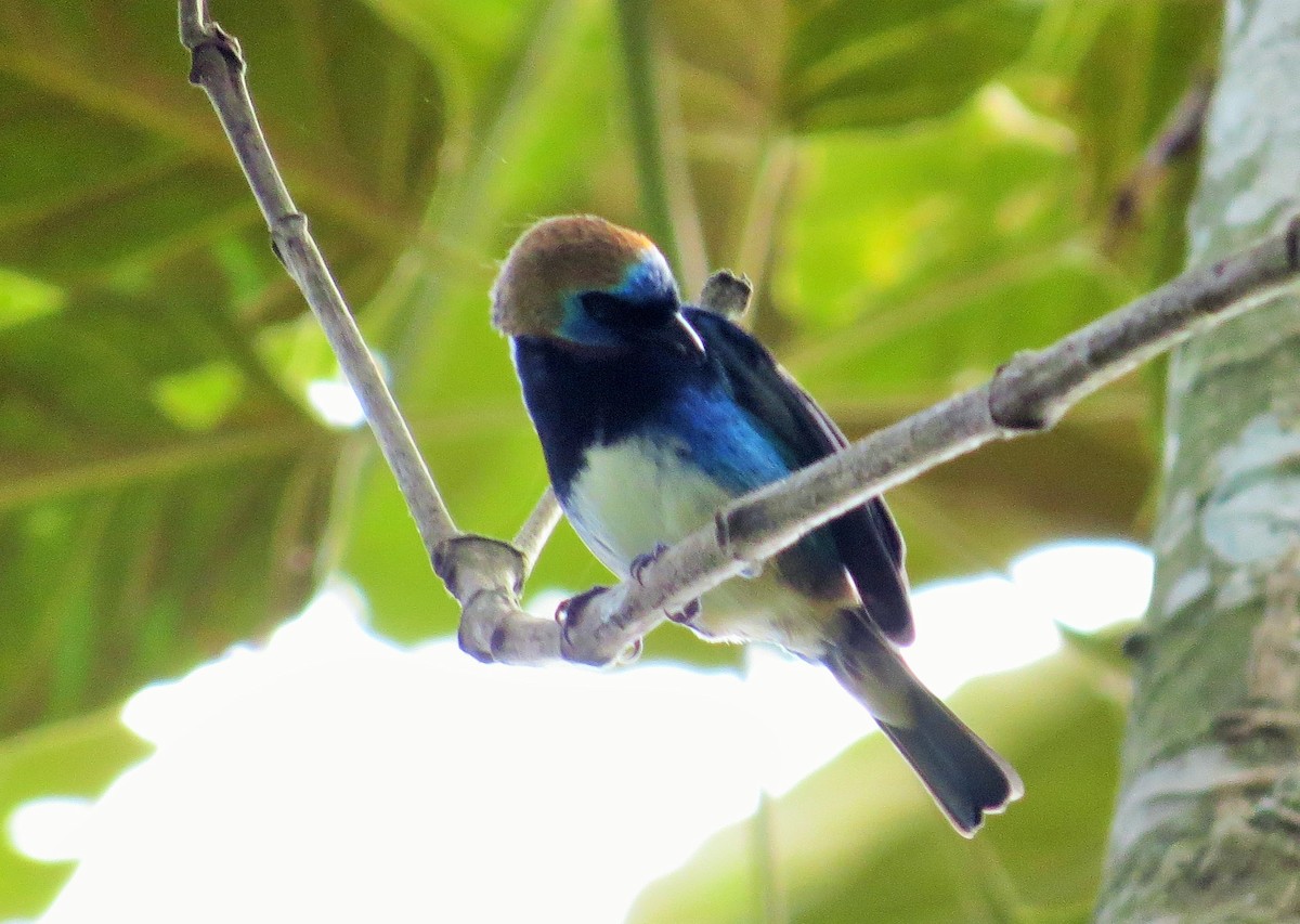 Golden-hooded Tanager - ML37491781