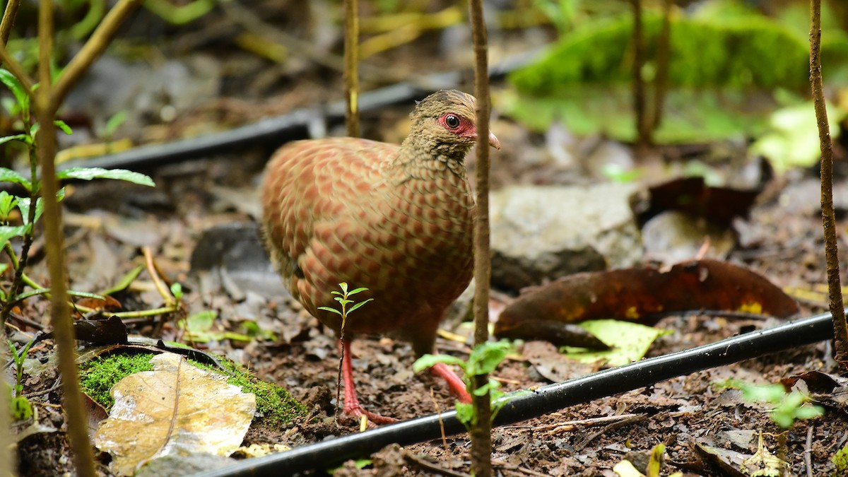 Red Spurfowl - ML374919231