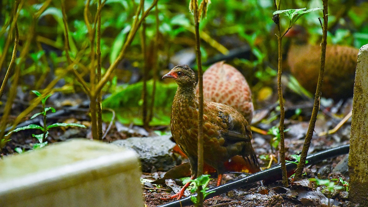 Red Spurfowl - ML374919241