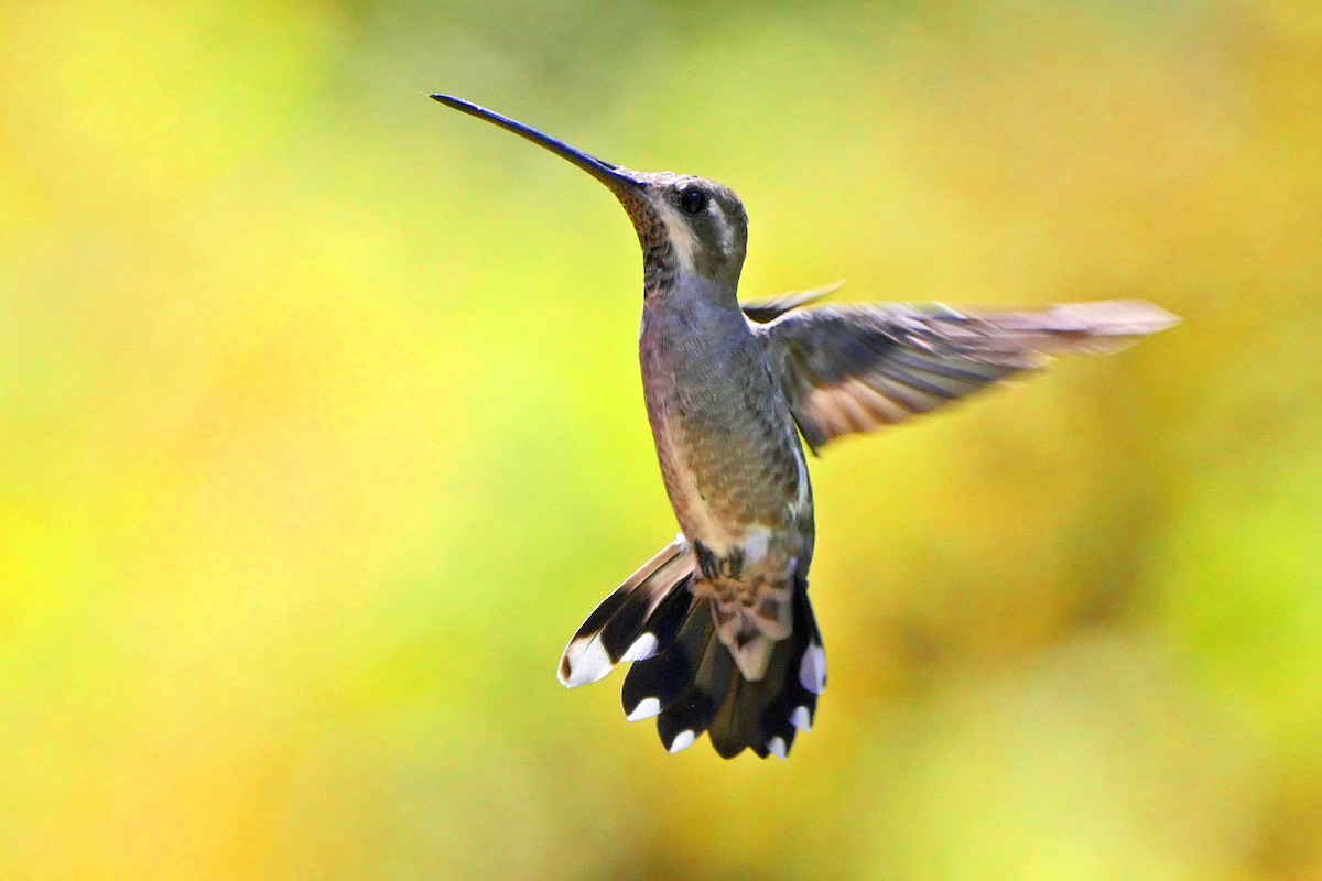 Plain-capped Starthroat - Grace Oliver
