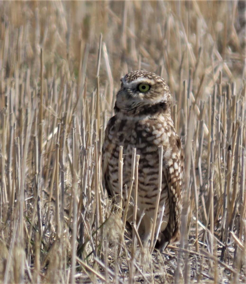 Burrowing Owl - ML374922301