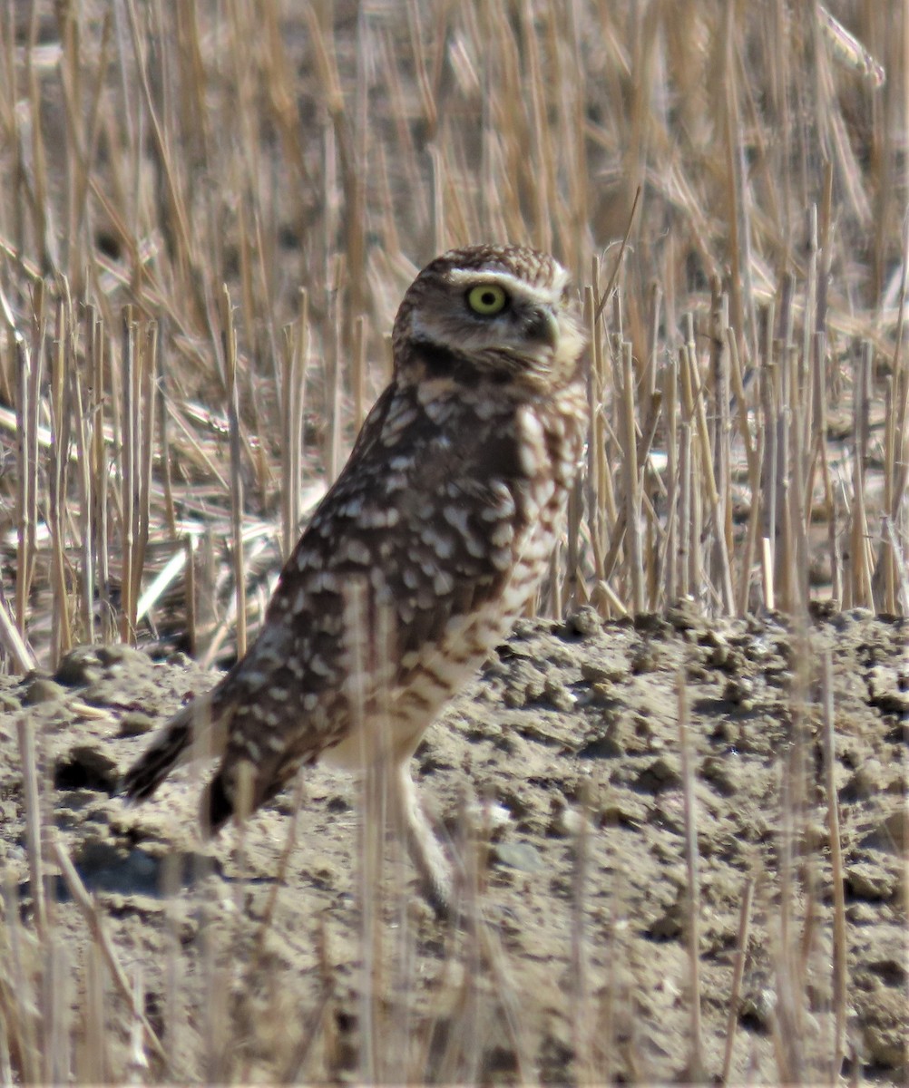 Burrowing Owl - ML374922311