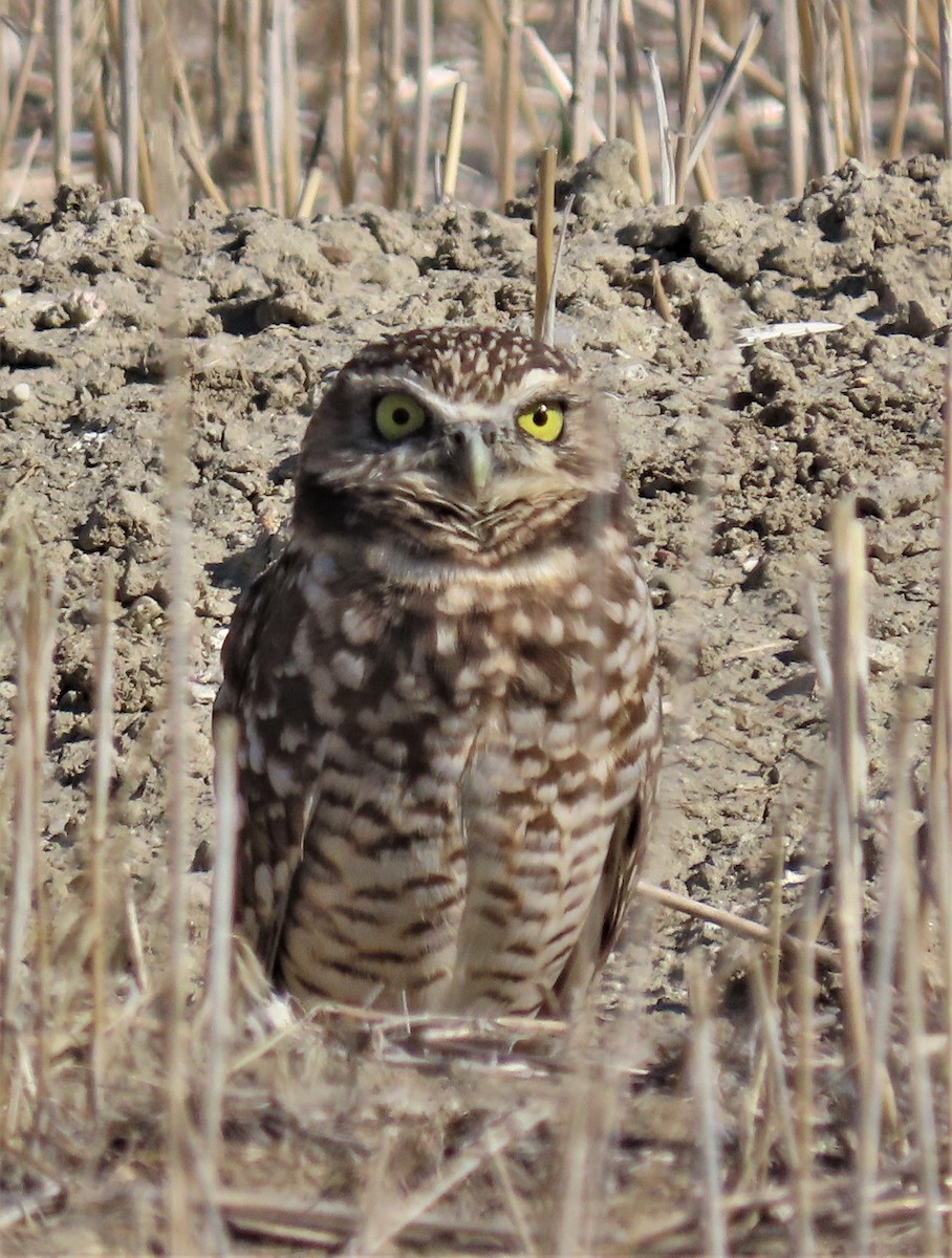 Burrowing Owl - ML374922341