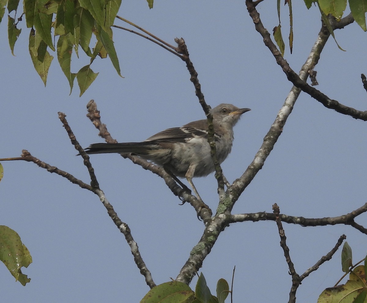 Northern Mockingbird - Ronan O'Carra