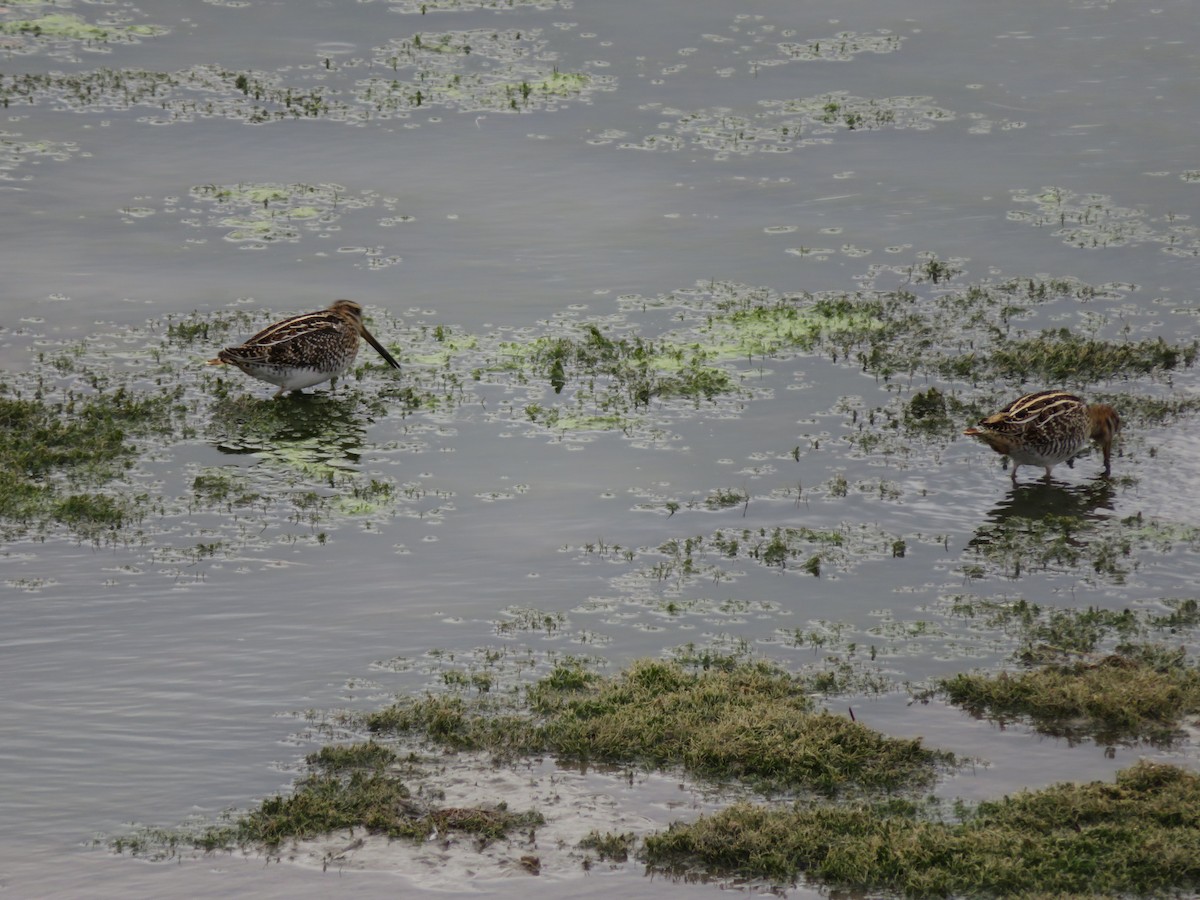 Wilson's Snipe - ML374927221