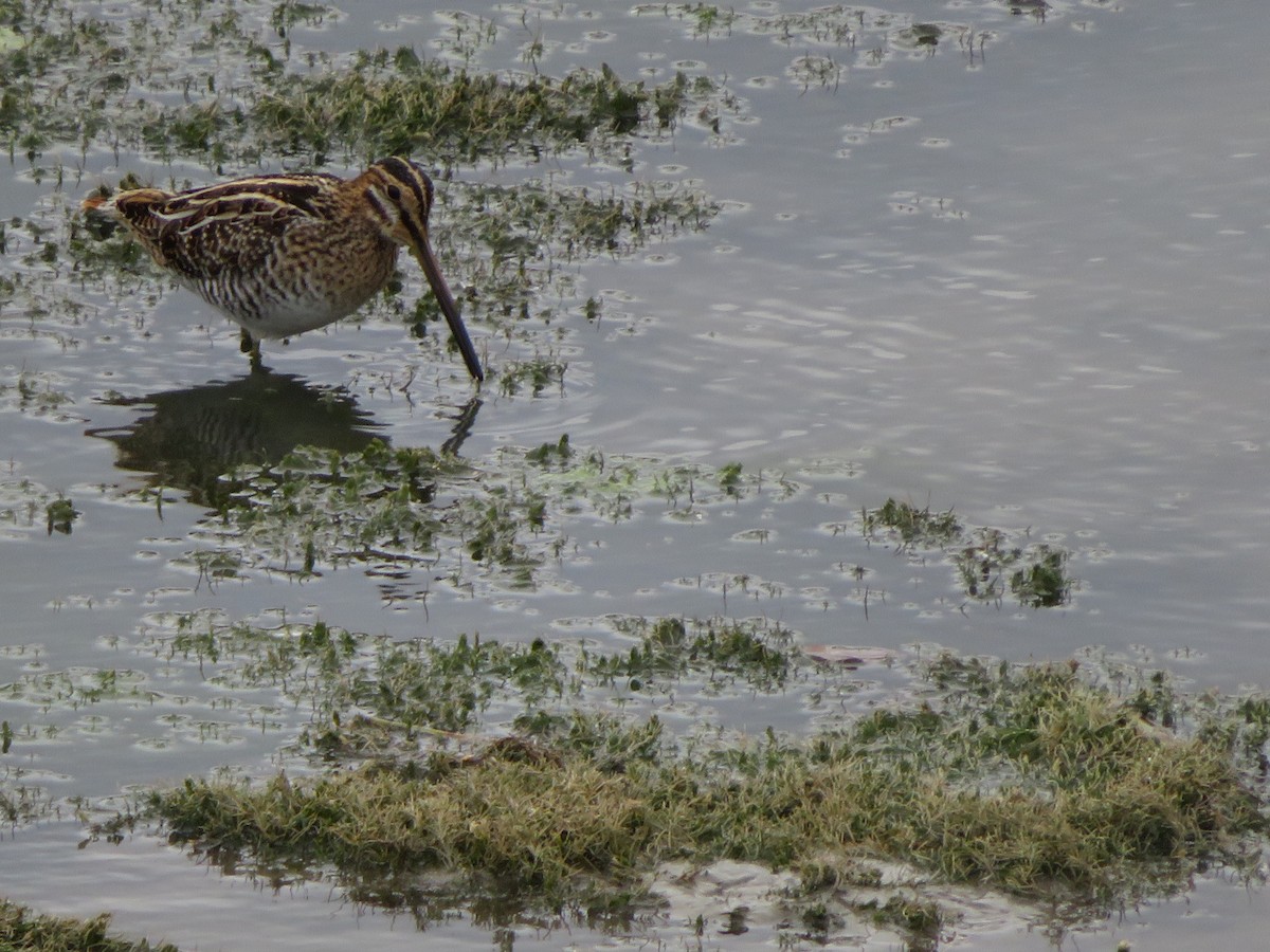 Wilson's Snipe - ML374927251