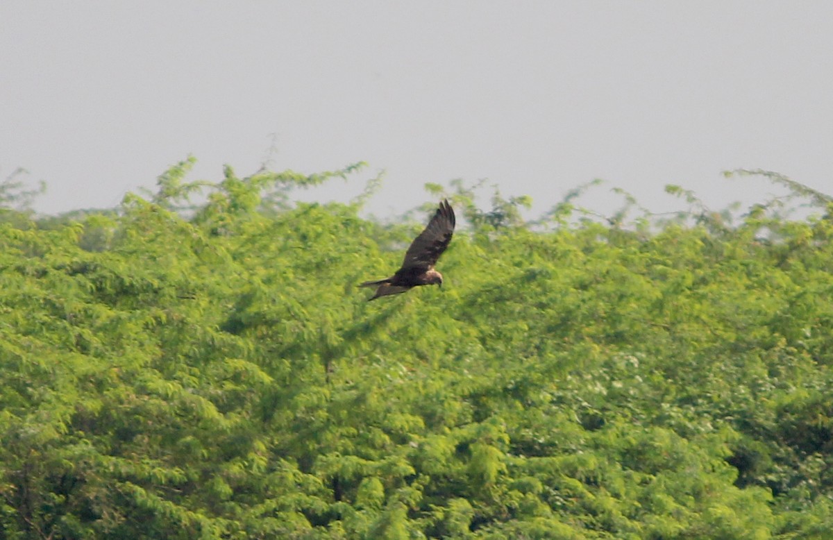 Western Marsh Harrier - ML37492771