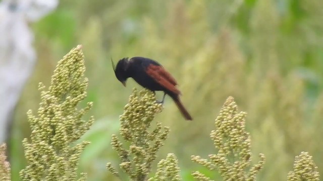 Crested Bunting - ML374928081