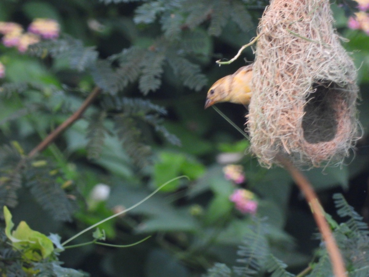 Baya Weaver - ML374929031