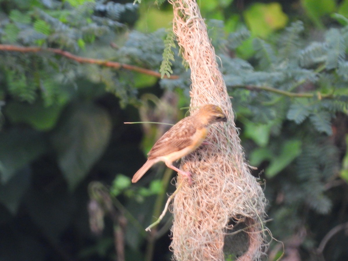 Baya Weaver - ML374929061