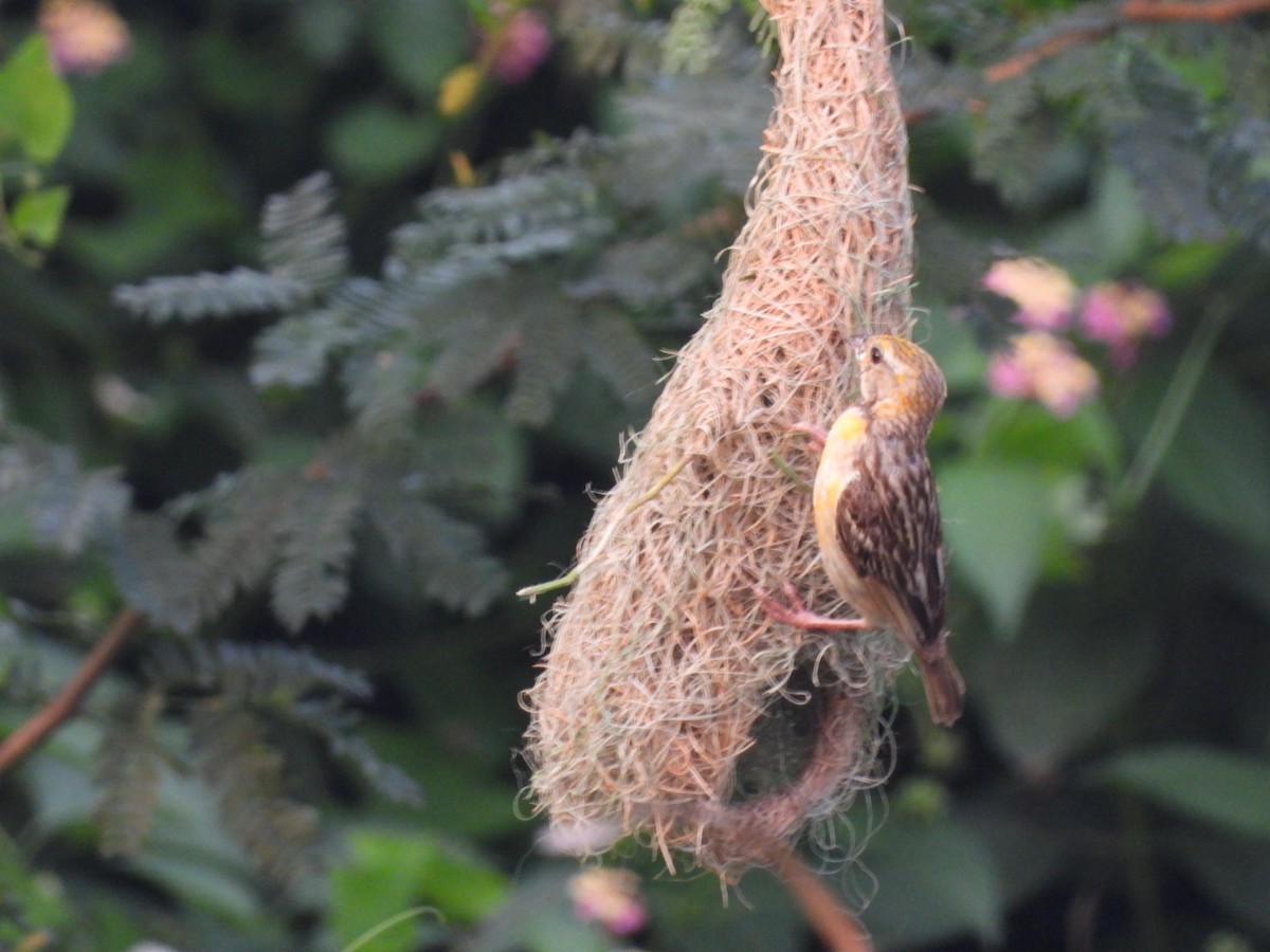 Baya Weaver - ML374929071