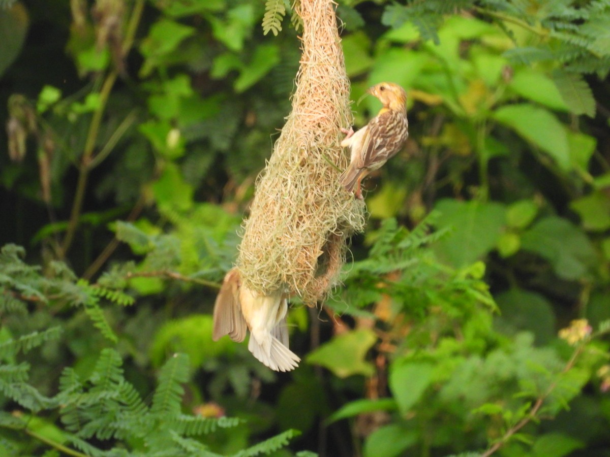 Baya Weaver - ML374929101