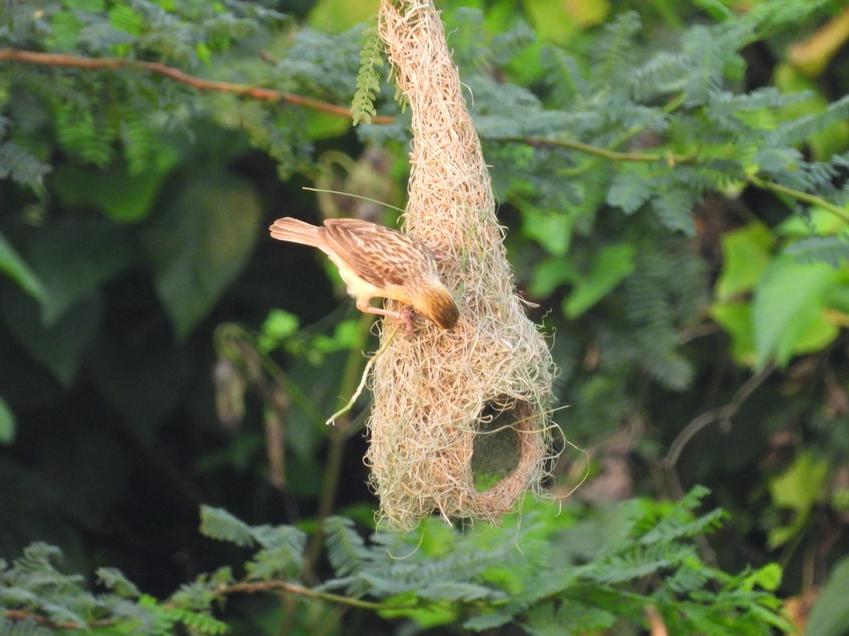 Baya Weaver - Lakshmikant Neve