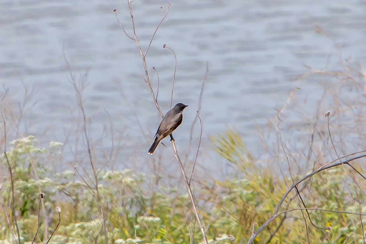 Eastern Kingbird - Jay Brasher