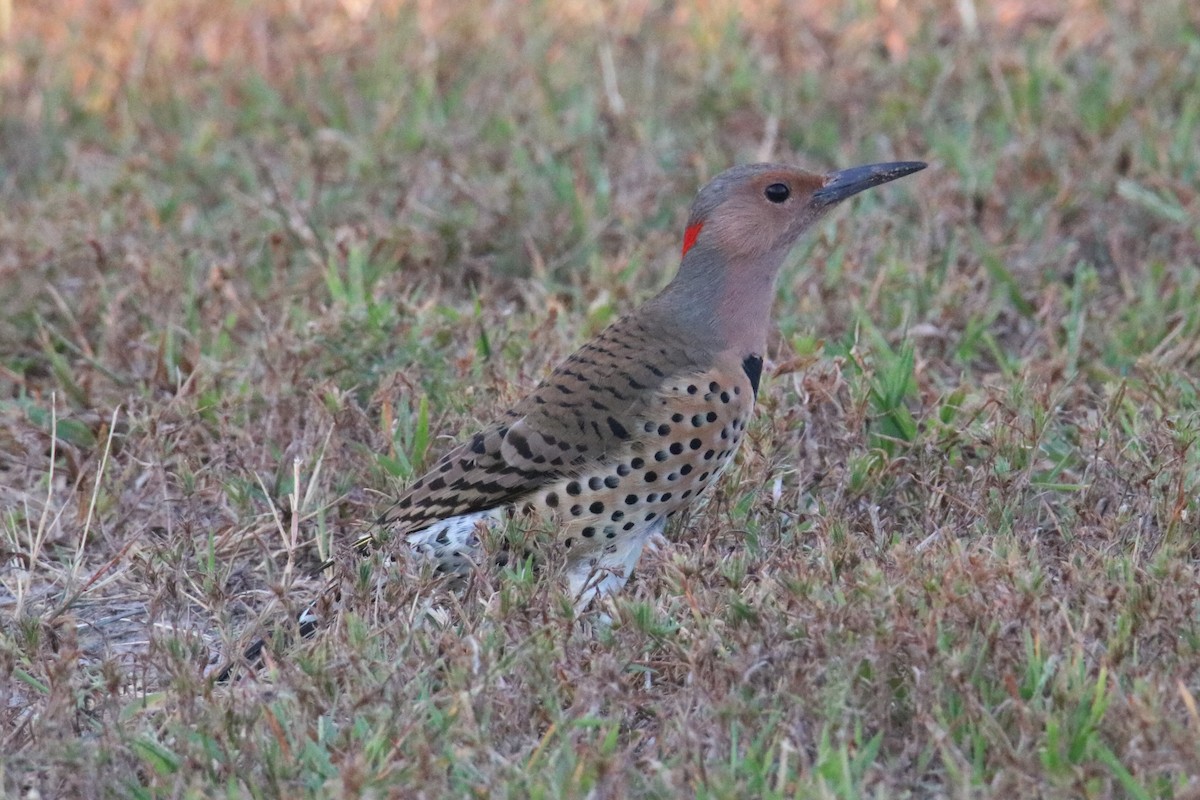 Northern Flicker (Yellow-shafted) - ML374929611