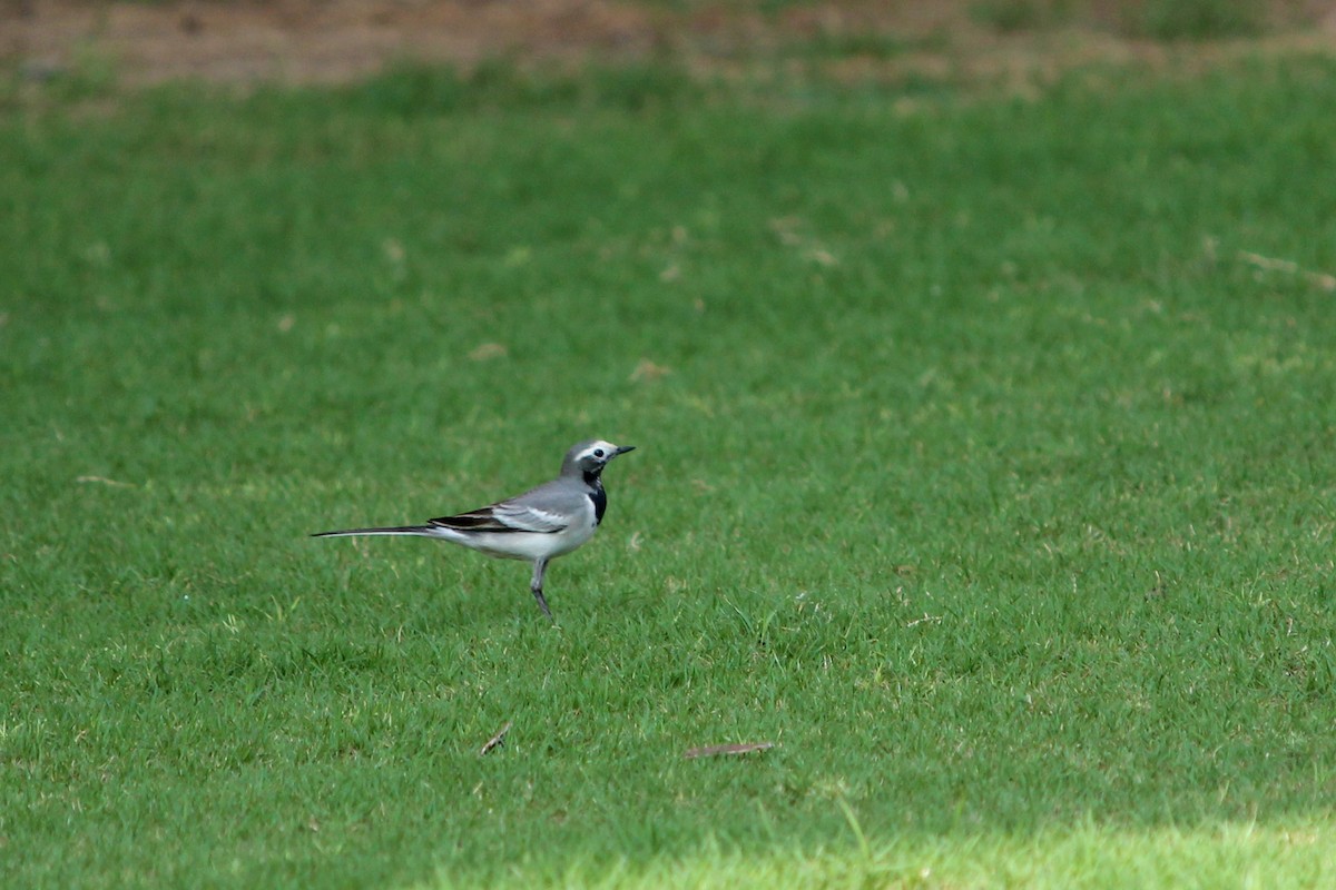 White Wagtail (Masked) - ML37493001