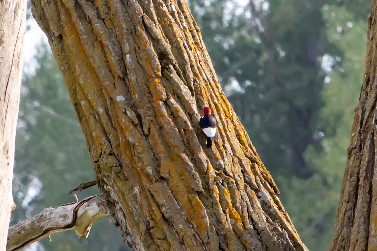 Red-headed Woodpecker - ML374930101