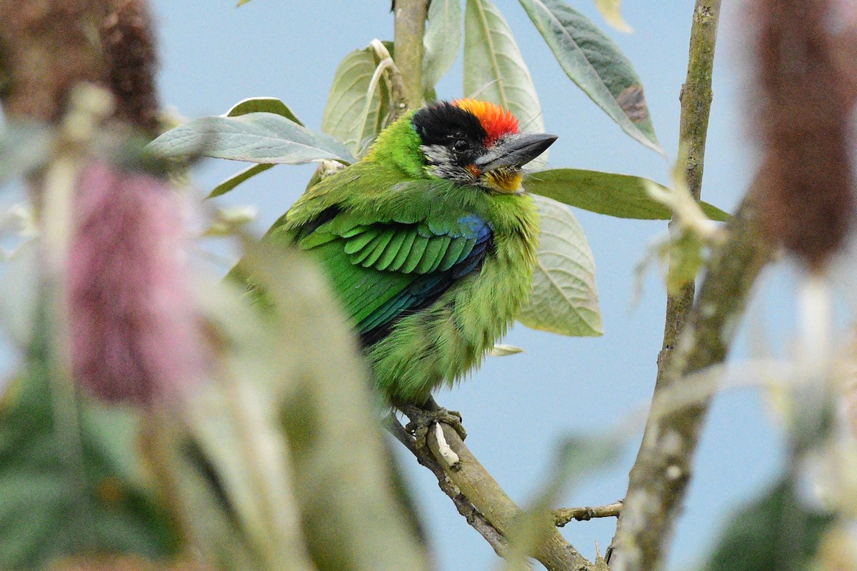 Golden-throated Barbet - Ajoy Kumar Dawn