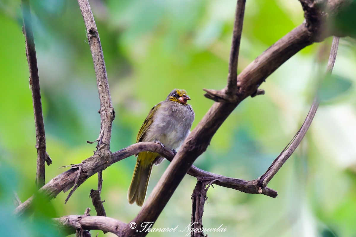 Stripe-throated Bulbul - ML374932011