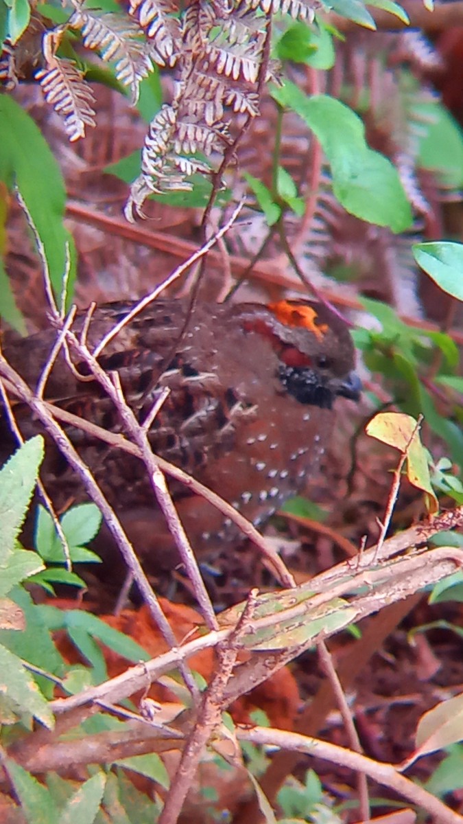 Spotted Wood-Quail - Wagner Fernandez