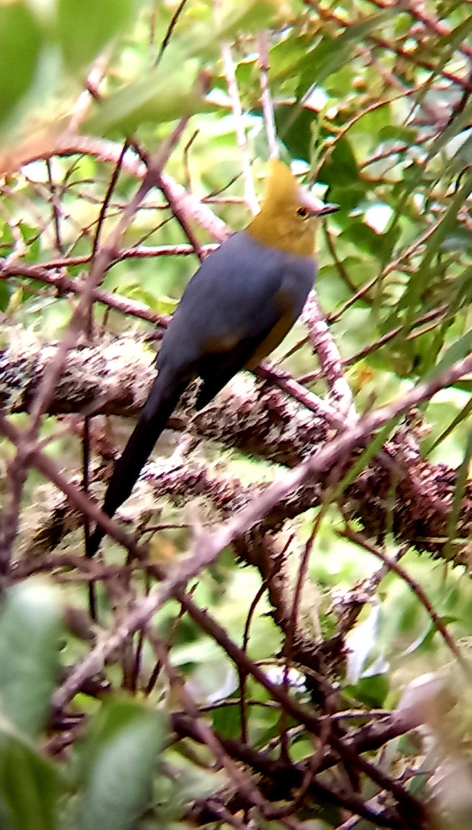 Long-tailed Silky-flycatcher - ML374932771