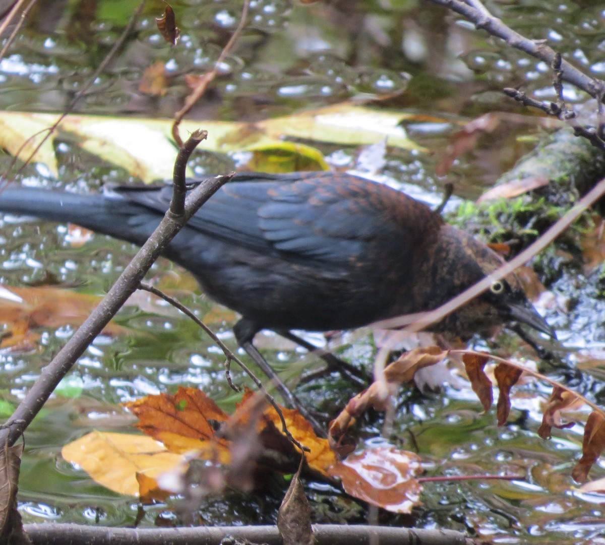 Rusty Blackbird - ML374933191