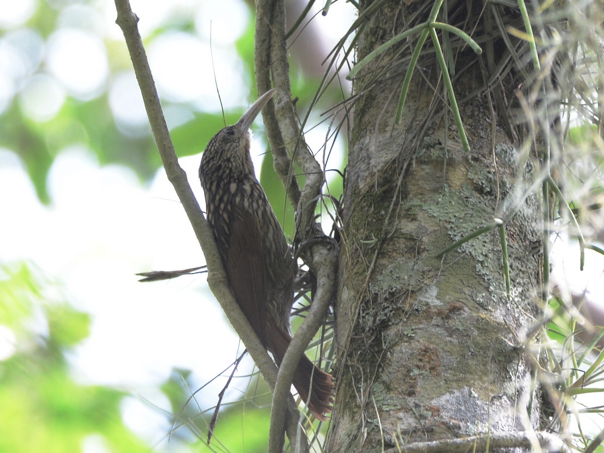 Ivory-billed Woodcreeper - ML37493321