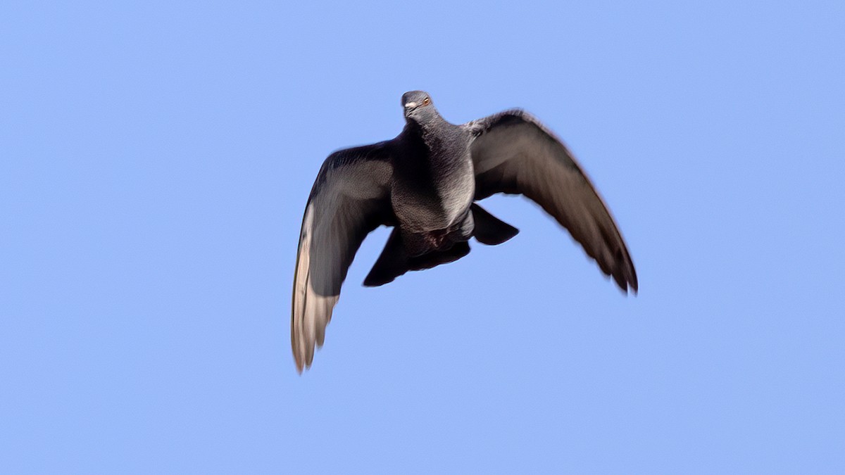 Rock Pigeon (Feral Pigeon) - ML374933691